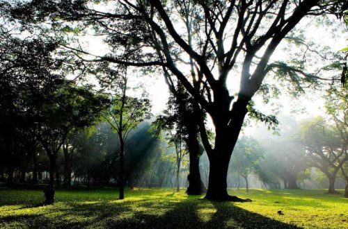 Cubbon-Park.jpg Cubbon-Park.jpg